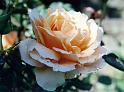 (45) rose